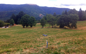 un zèbre égaré dans les Vosges.