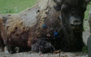 Nature Fleurey les Faverney