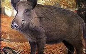 Concours Nature CD &quot;Les Compagnons du  6ème Sens&quot; 01.05.13