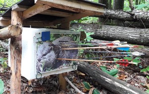 Tir nature Neuwiller les Savernes