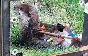 Tir nature Gray 12 mars