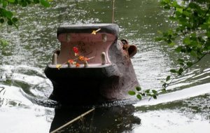 La charge de l'hippopotame blessé.