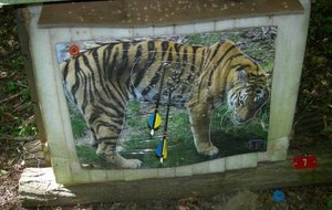 Pas de pitié pour le tigre !