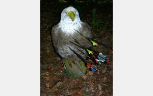 Nouveauté, l' aigle pêcheur.