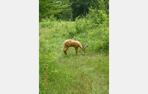 nouveauté, un joli chevreuil.