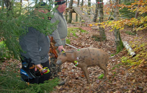 A l'affut derrière le sapin !