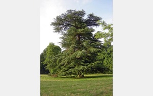 Un cèdre remarquable .