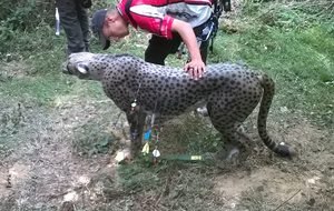 Un joli guépard pas bien épais ...