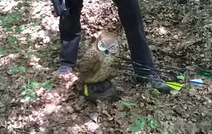 Toute petite la chouette !