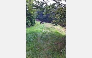 Au taquet l'autruche !