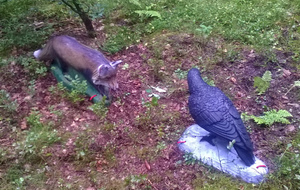 Le renard et le corbeau !