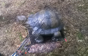 Une belle tortue, un peu de travers.