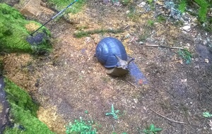 Un escargot du Frenz surpris !
