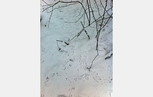 Pas perdus dans la neige.