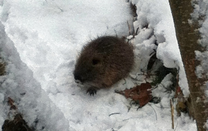 2 tout jeunes ragondins.