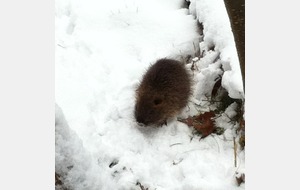 Rencontre insolite .