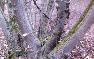 et j'ai fait du bois aussi, la preuve !   : )