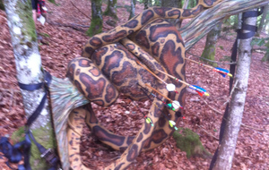 Magnifique boa sur sa branche.