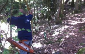 Patess à l’œuvre.