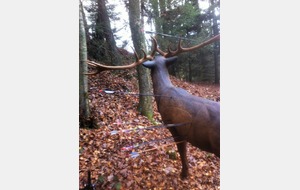 Toucher la corne fallait le faire ... 