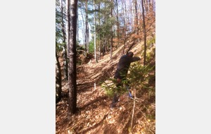 Pas bien gros le renard ...