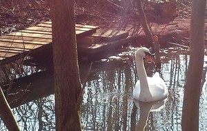 Un nouvel obstacle ??