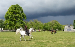 Défoulement des chevaux sur les pelouses de Chambord avant la représentation.