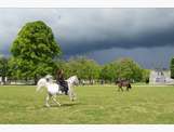 Défoulement des chevaux sur les pelouses de Chambord avant la représentation.