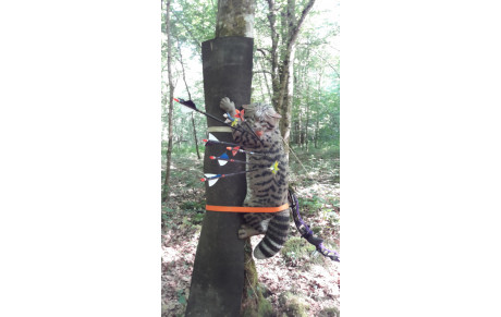 3D gray 18 juin 2017